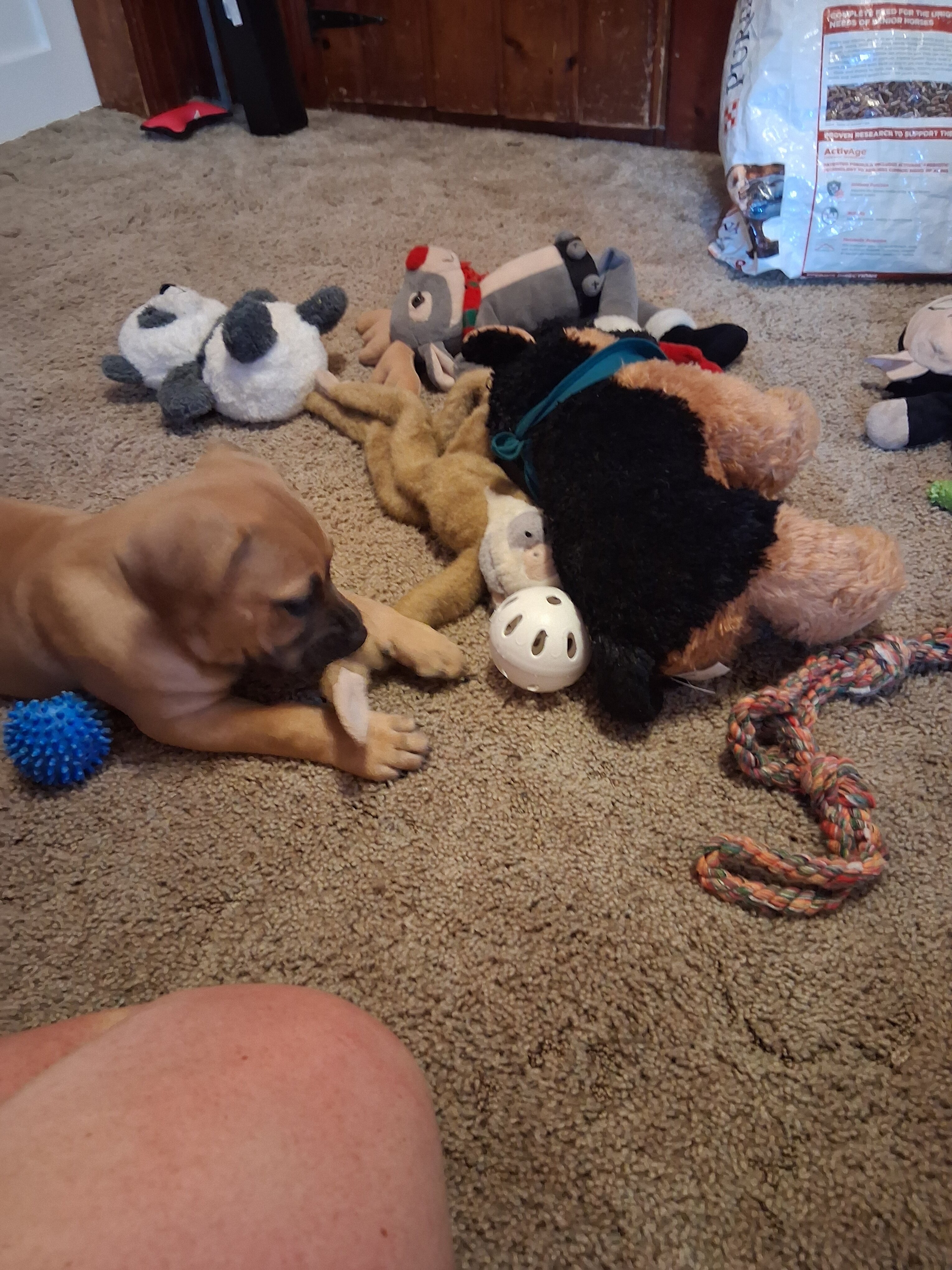 puppy image 1