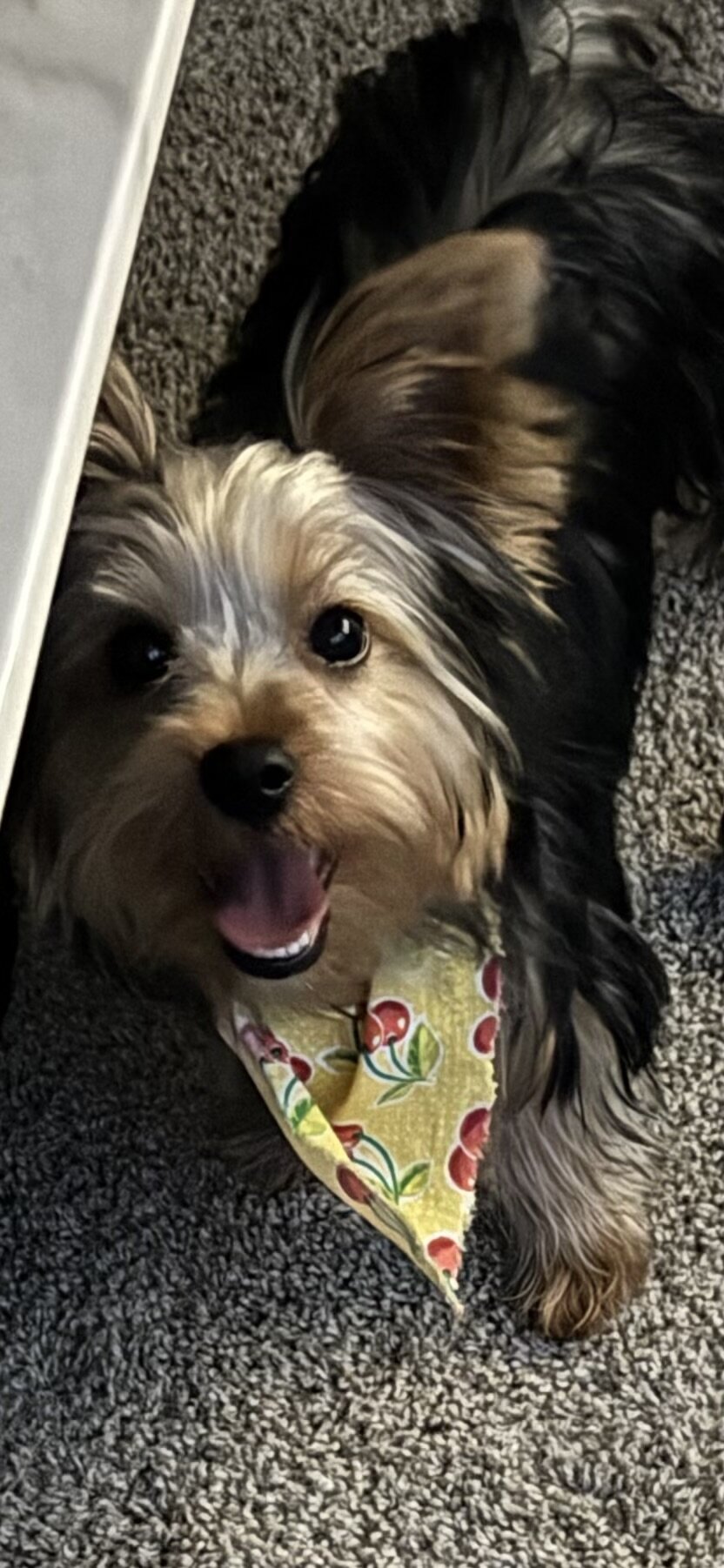 Male Yorkie Pup image 1