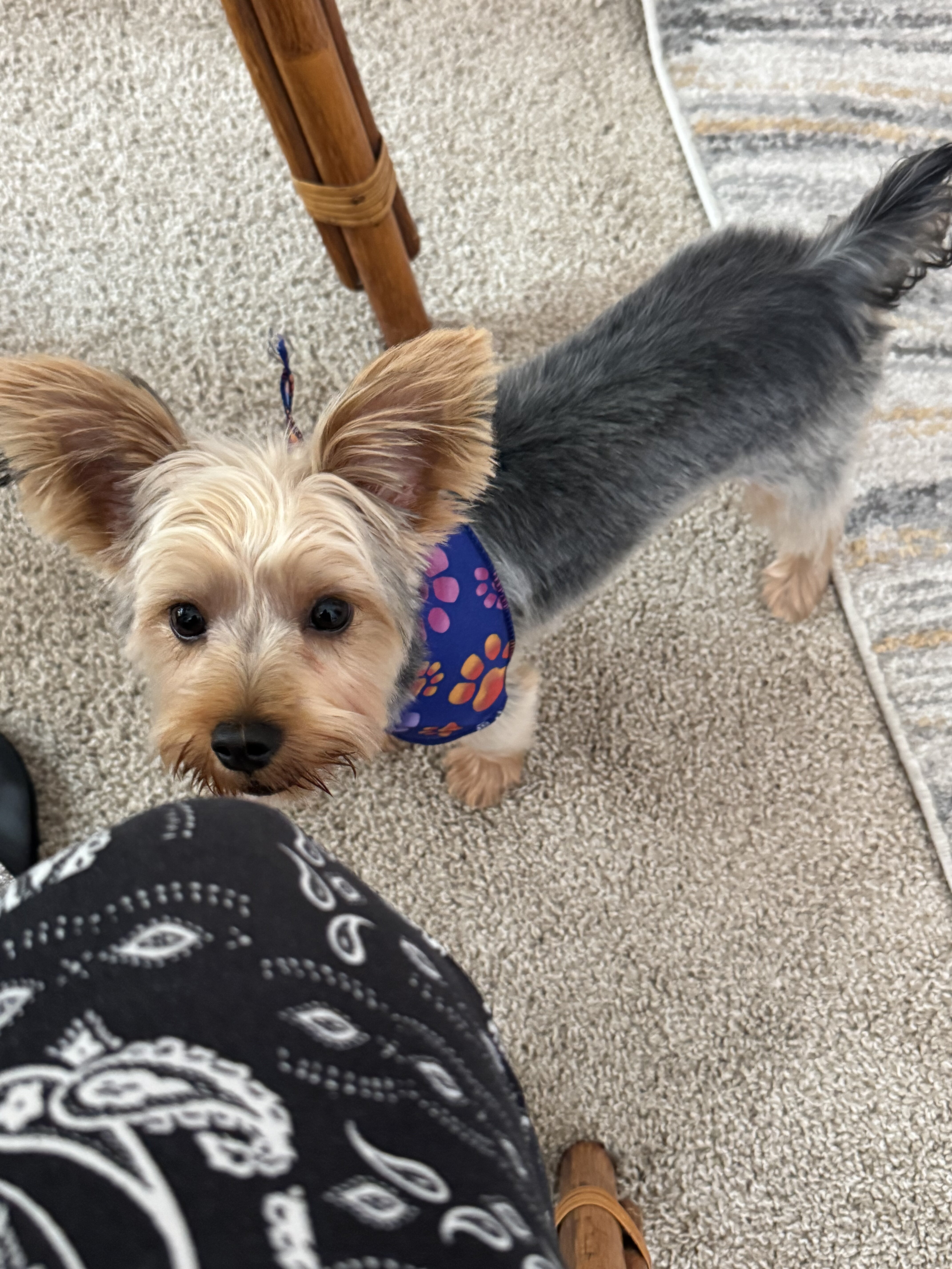 Male Yorkie Pup image 2