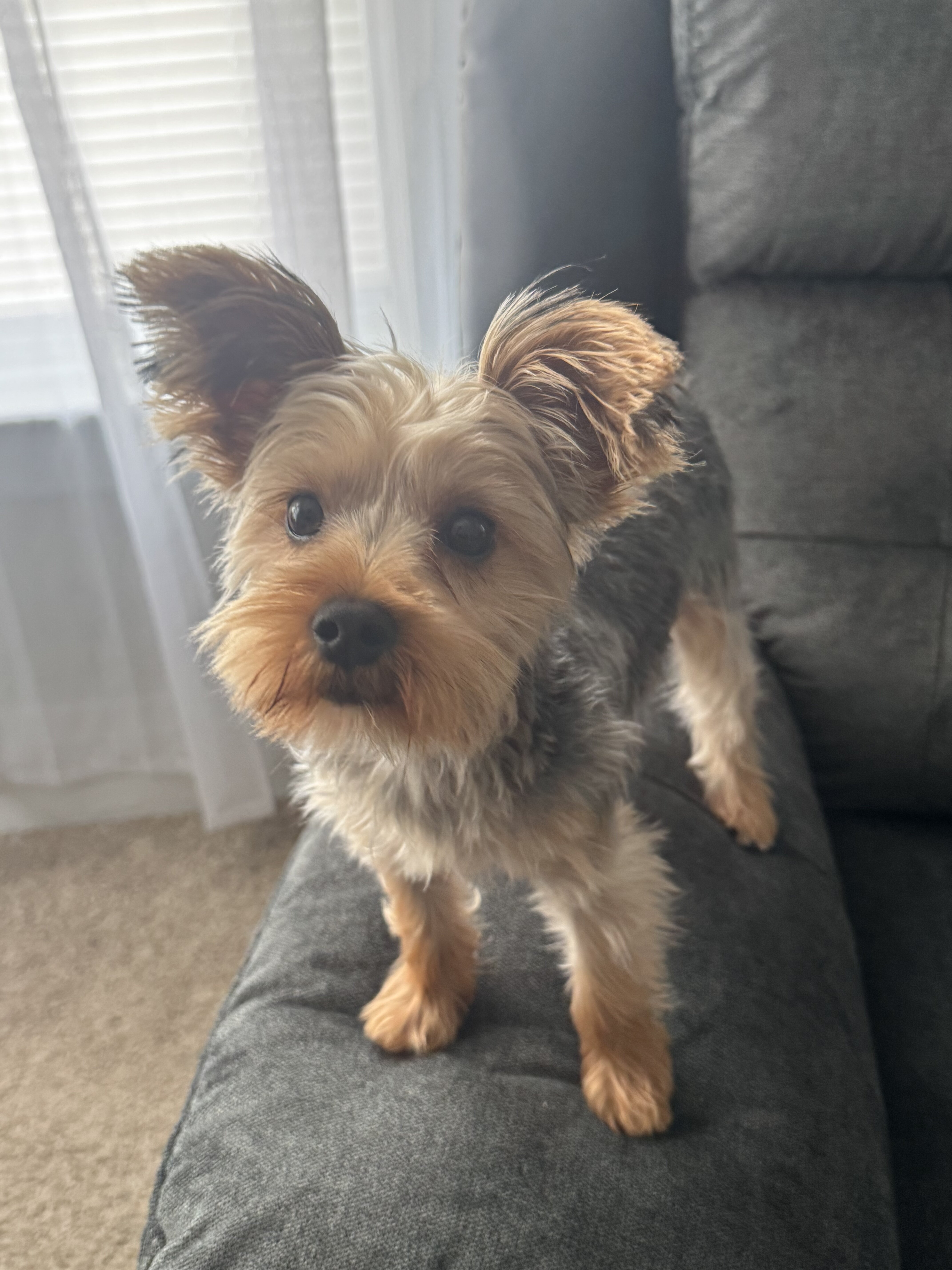 Male Yorkie Pup image 3