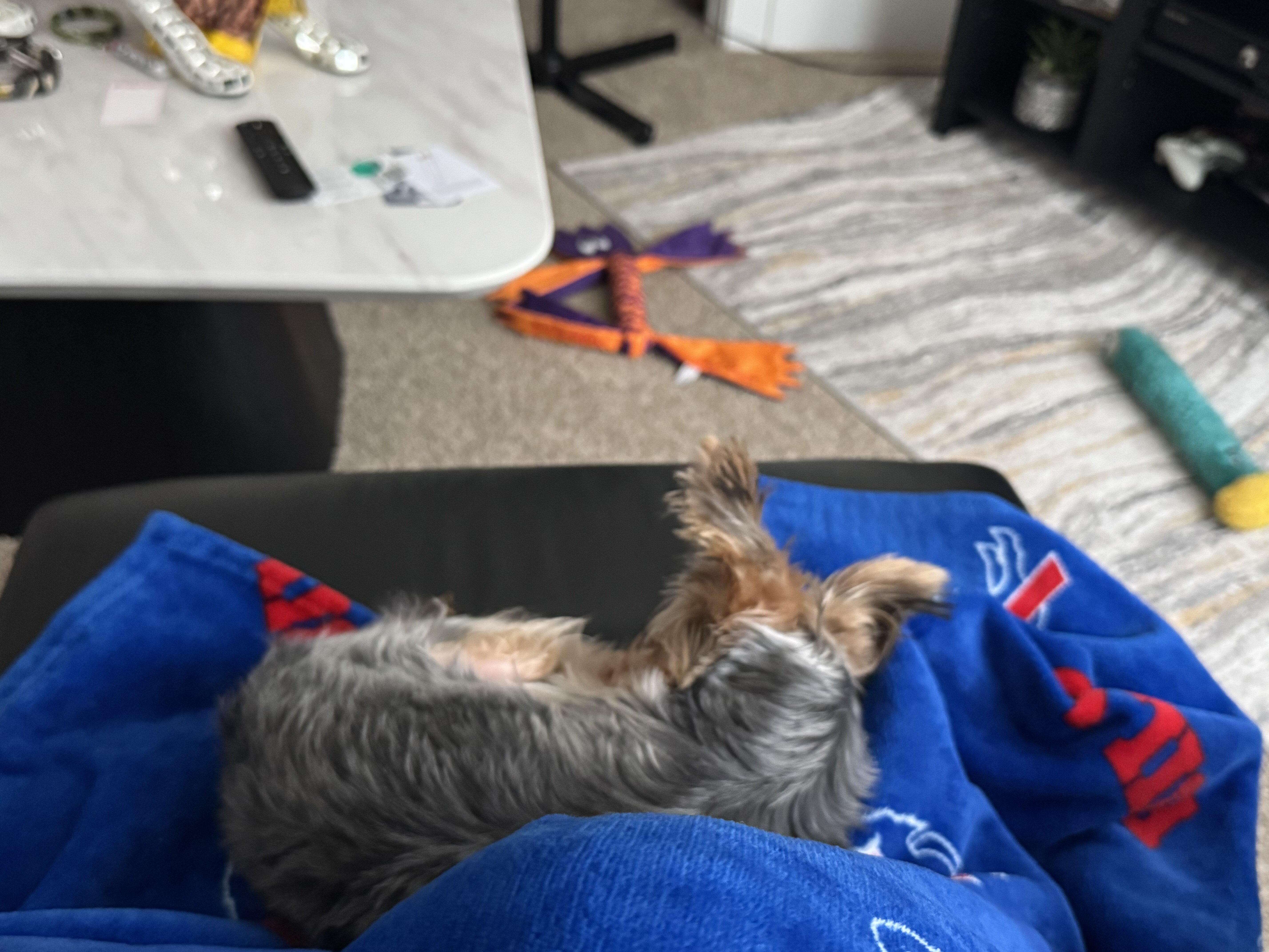 Male Yorkie Pup image 4