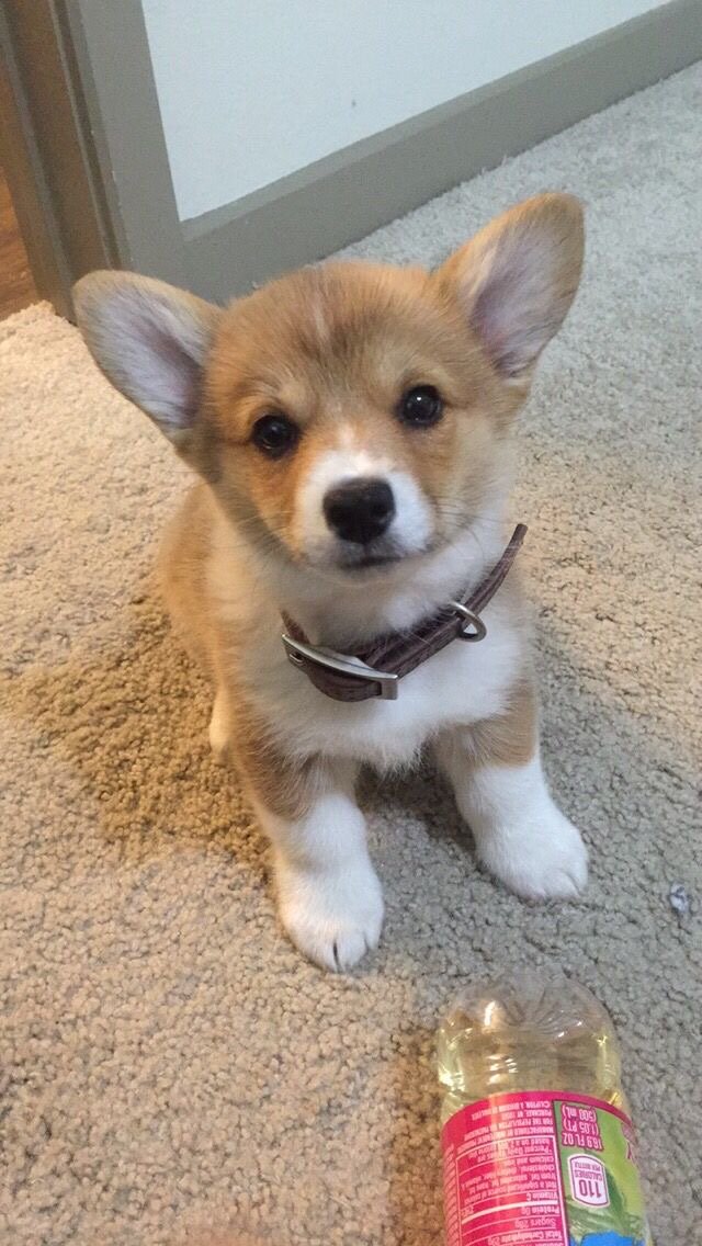 Cute corgi pup image 1