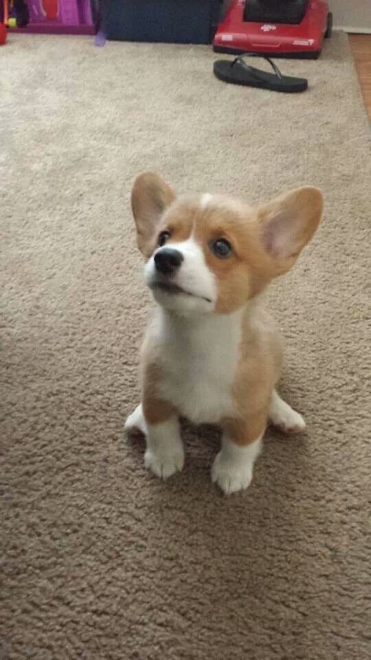 Cute corgi pup image 2