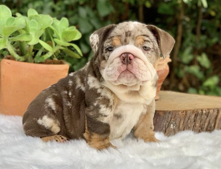 English Bulldog Pup image 2