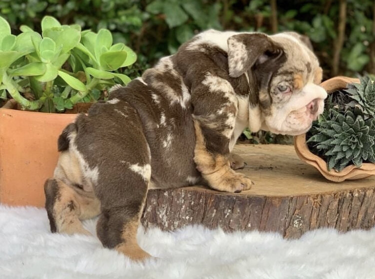 English Bulldog Pup image 4