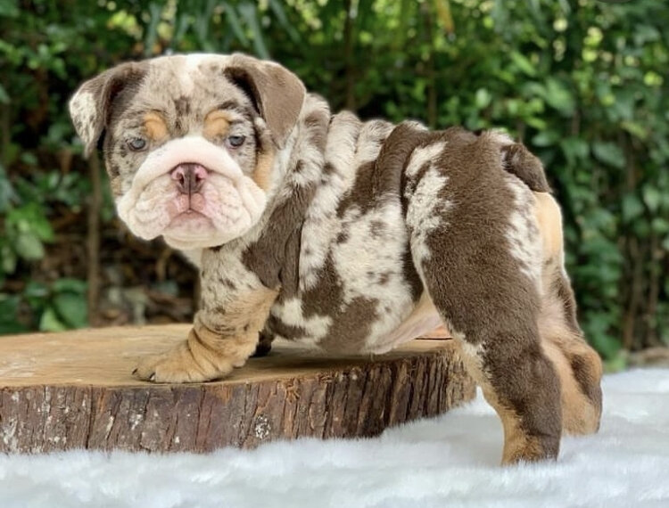 English Bulldog Pup image 1