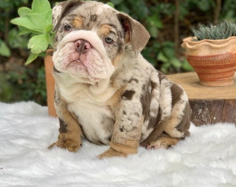 English Bulldog Pup image 3