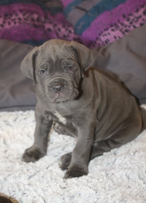 Lovely cane corso pups puppies image 1