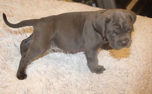 Lovely cane corso pups puppies image 2