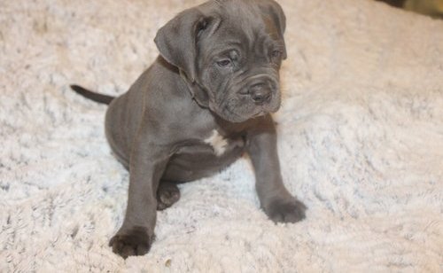 Lovely cane corso pups puppies image 3