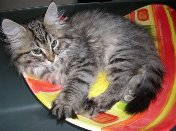 Siberian Kitten image 1
