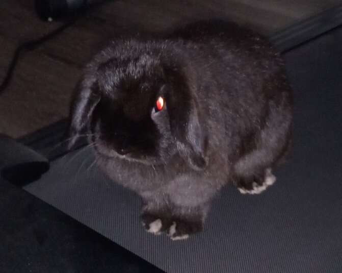 Holland Lop Rabbits image 1