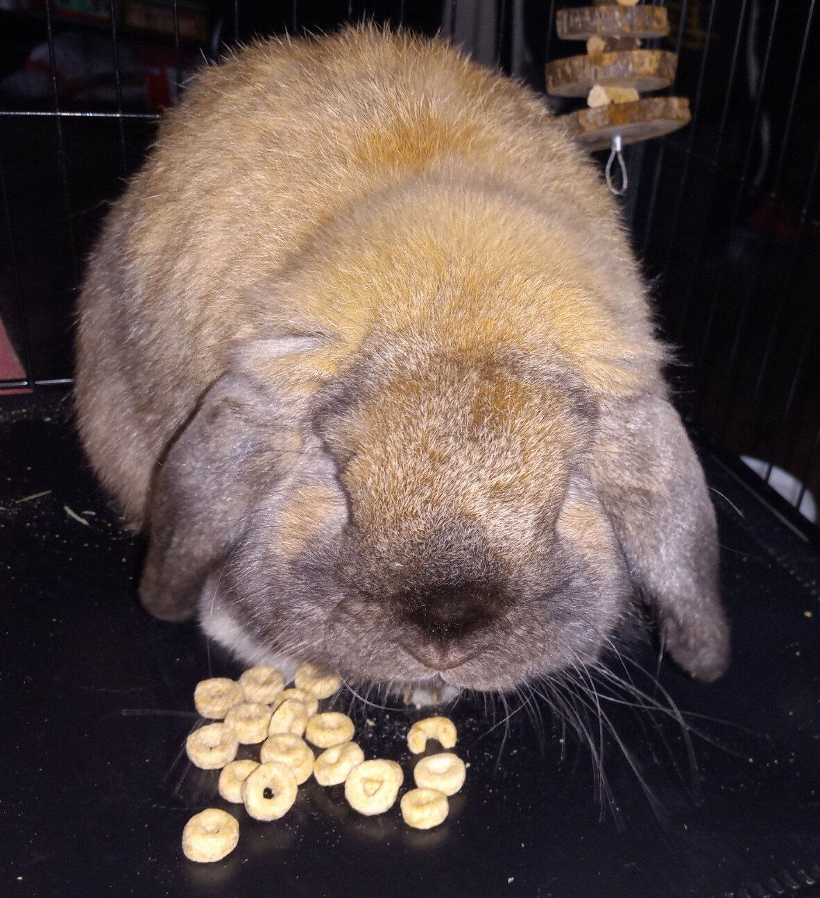 Holland Lop Rabbits image 2
