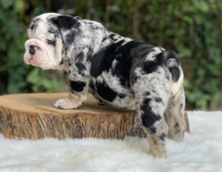 English Bulldog Male Available For Adoption image 2