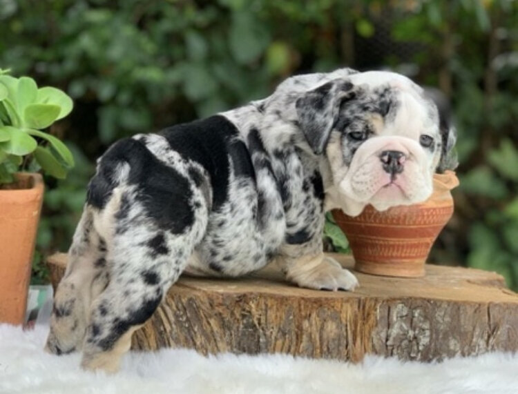 English Bulldog Male Available For Adoption image 1