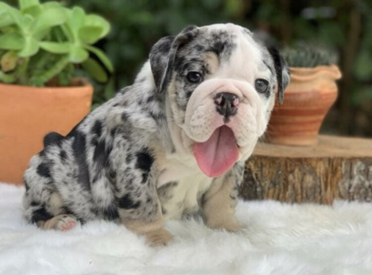 English Bulldog Male Available For Adoption image 3