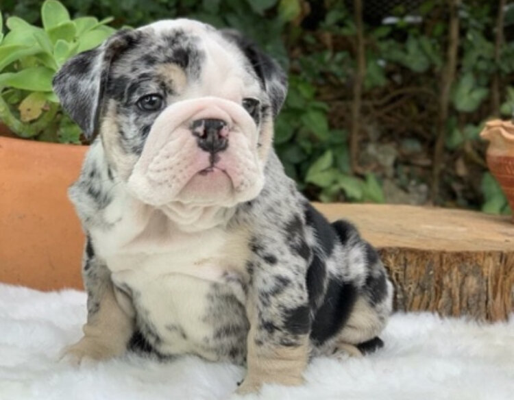 English Bulldog Male Available For Adoption image 4