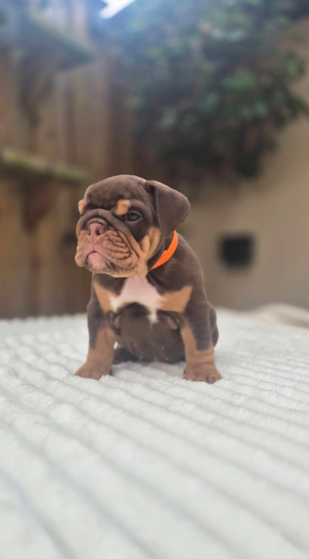 READY TO LEAVE ENGLISH BULLDOG PUPS image 1