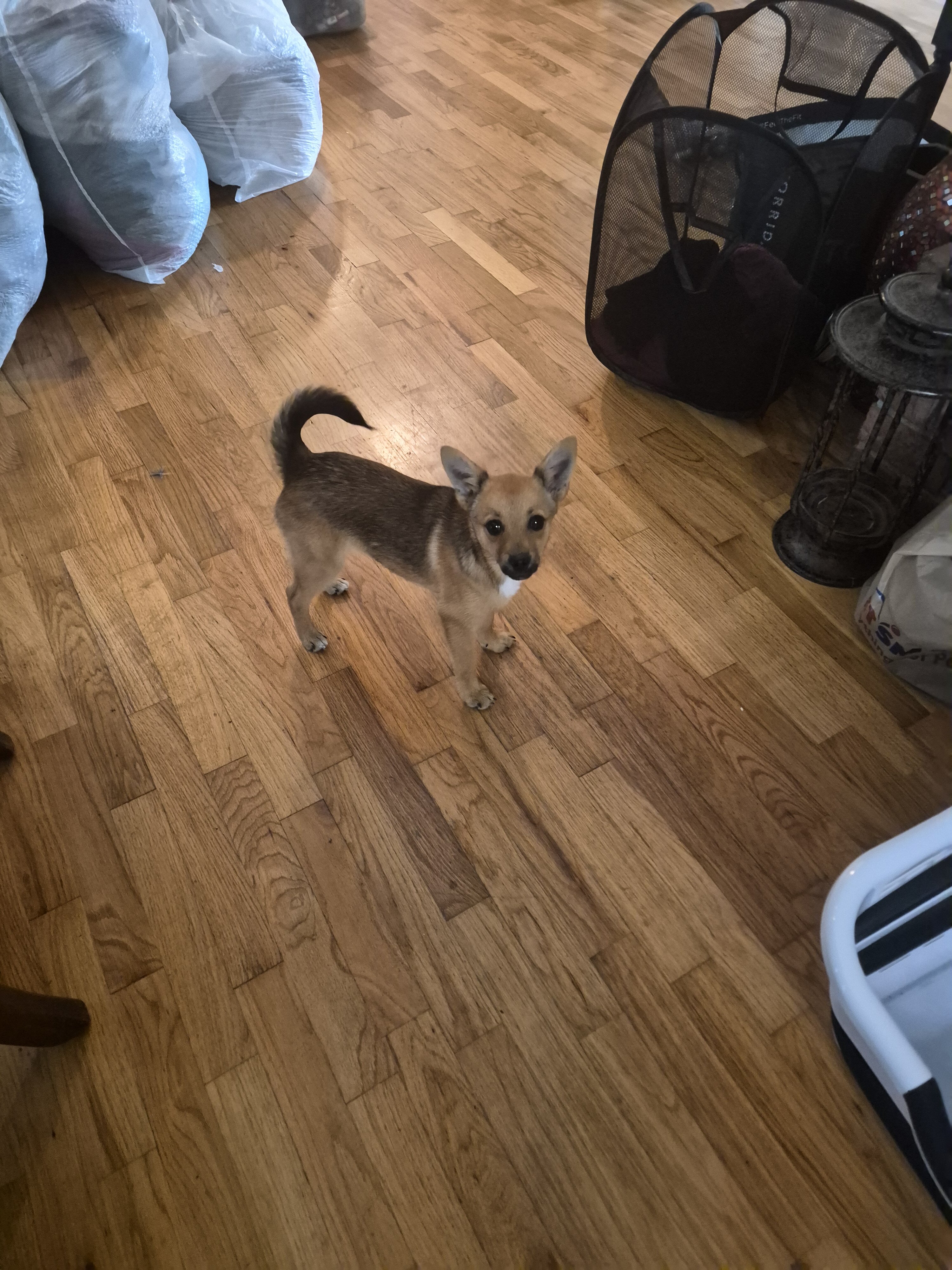 Pom/yorkie image 2