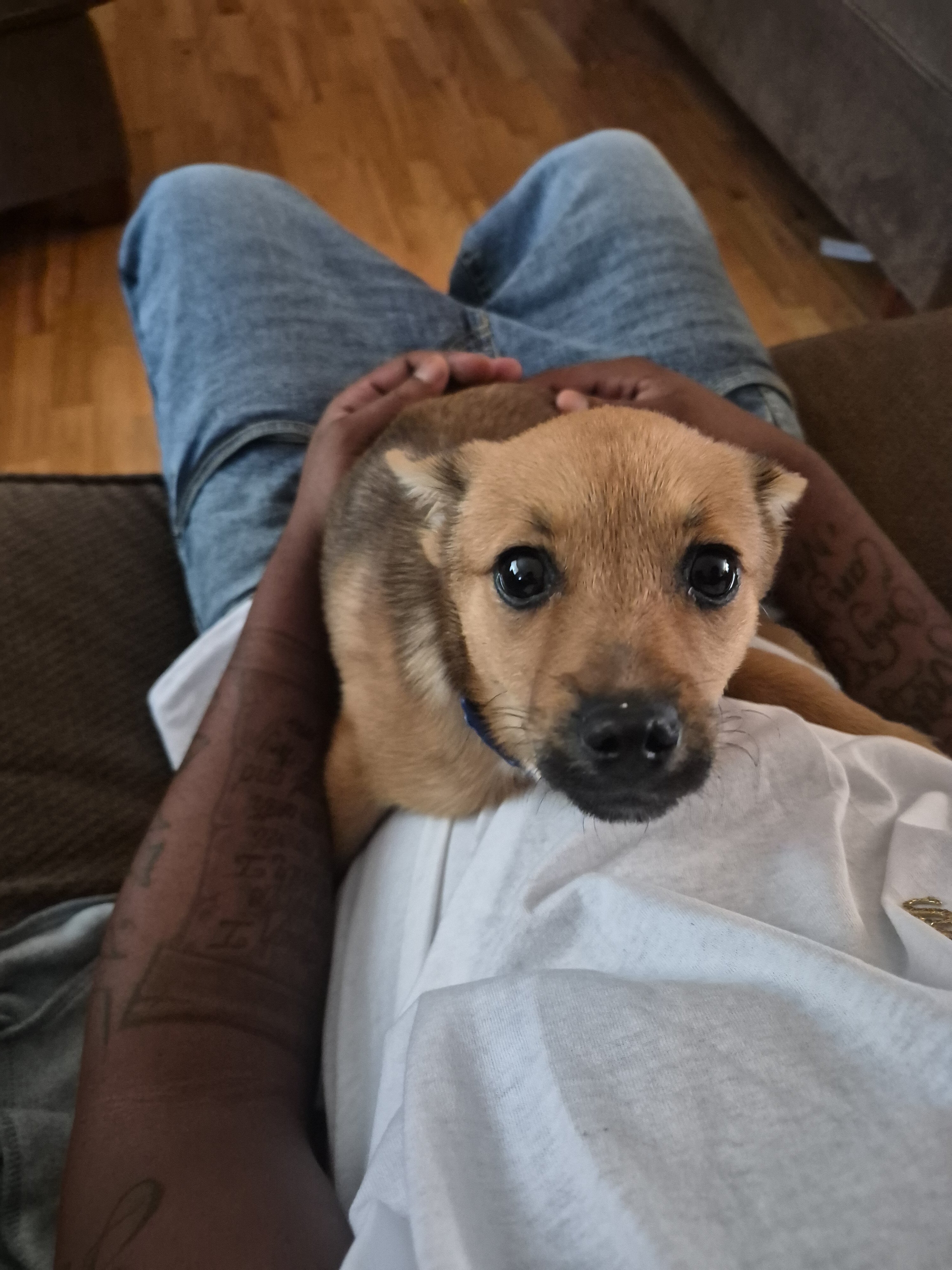 Pom/yorkie image 1