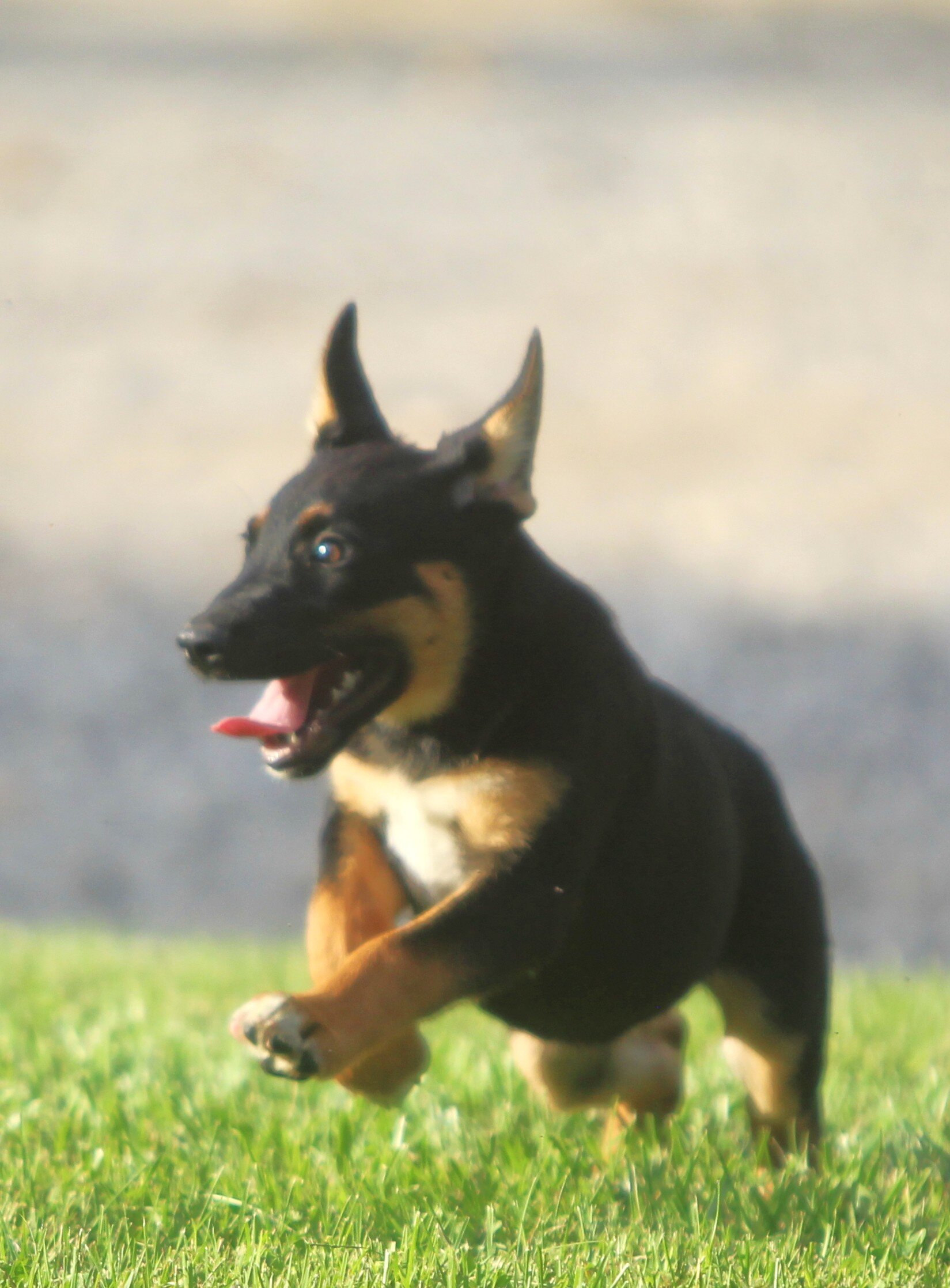 German Shepherd/Rottweiler Female Pup image 4