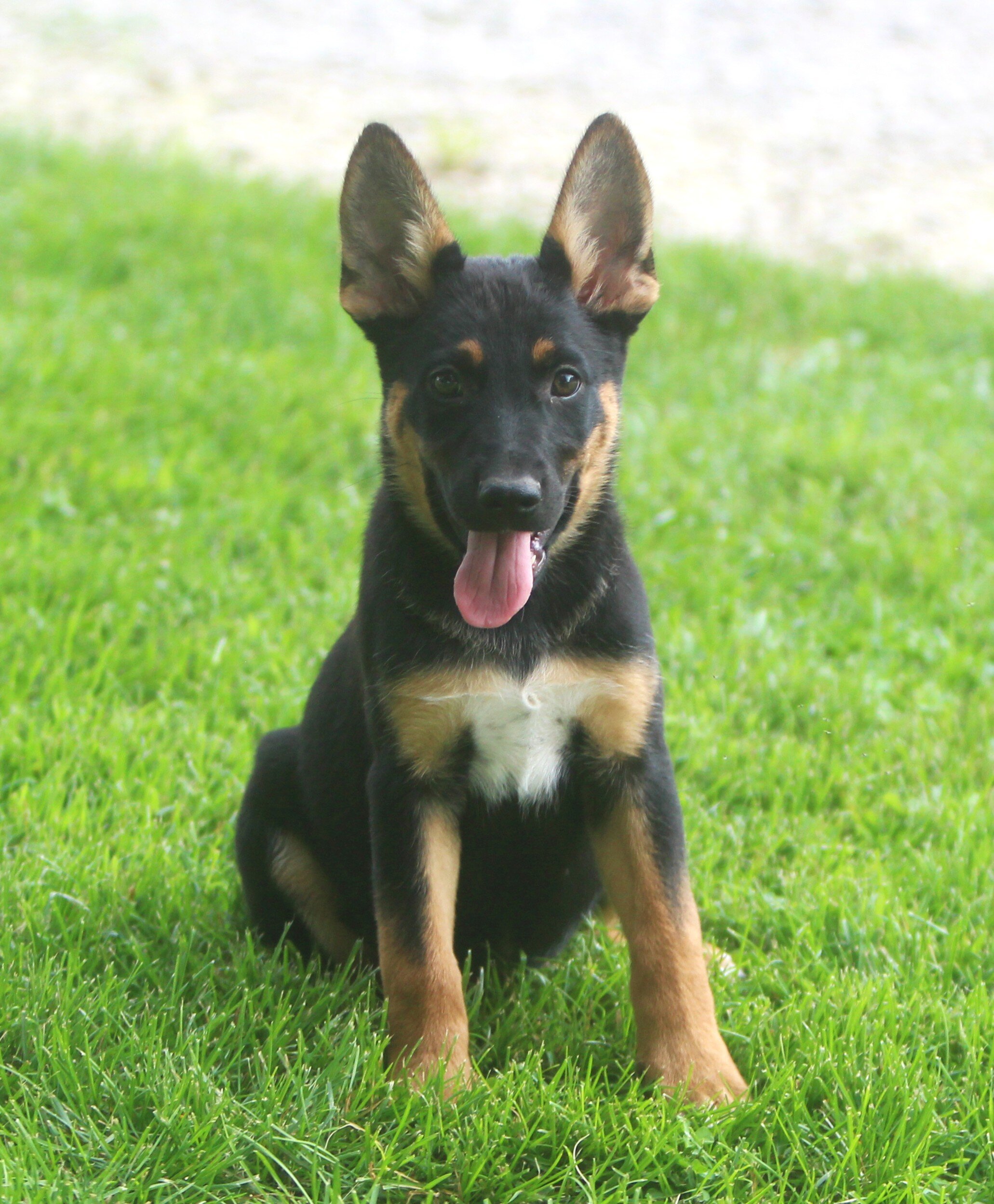German Shepherd/Rottweiler Female Pup image 5