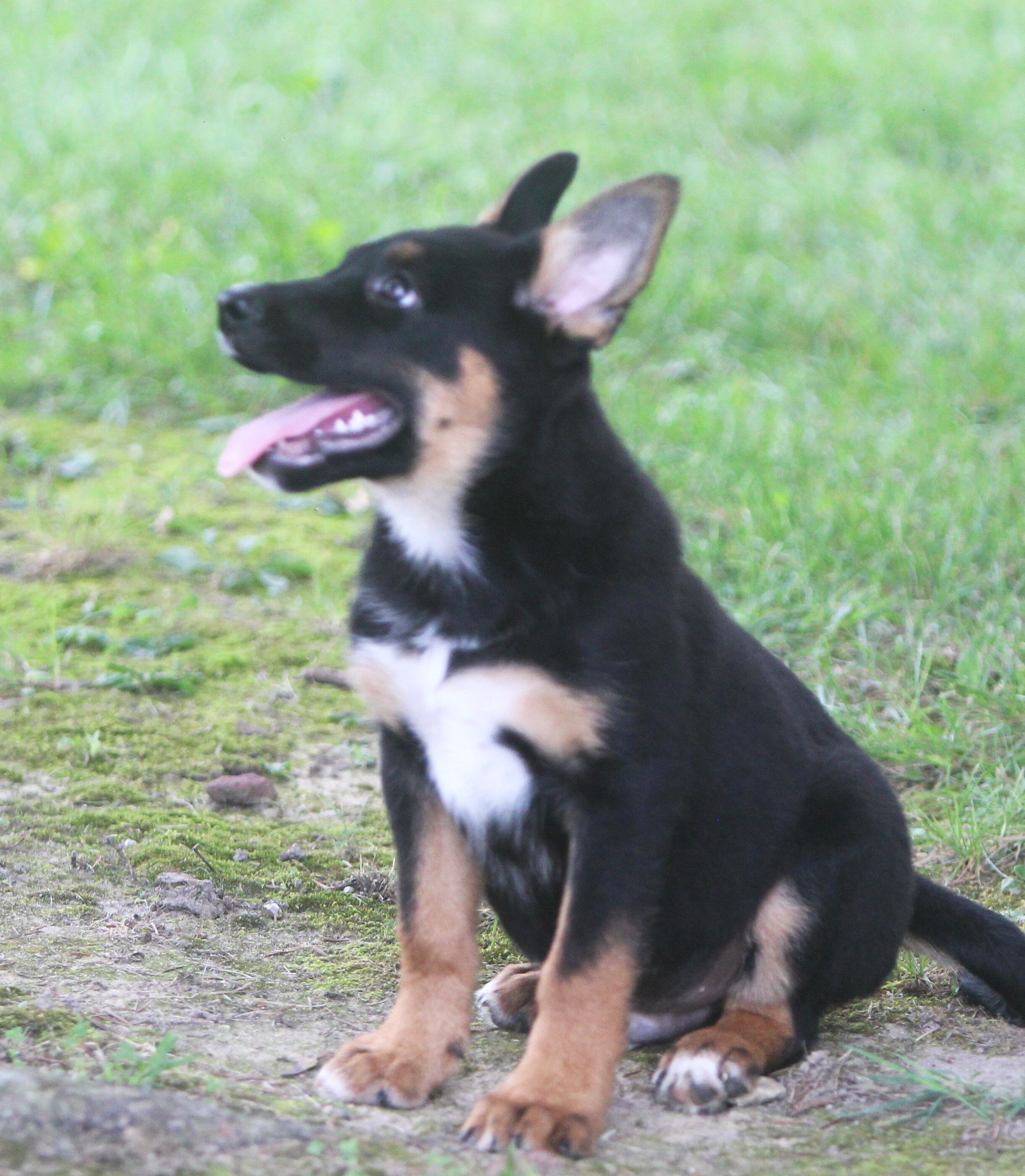 German Shepherd/Rottweiler Female Pup image 6