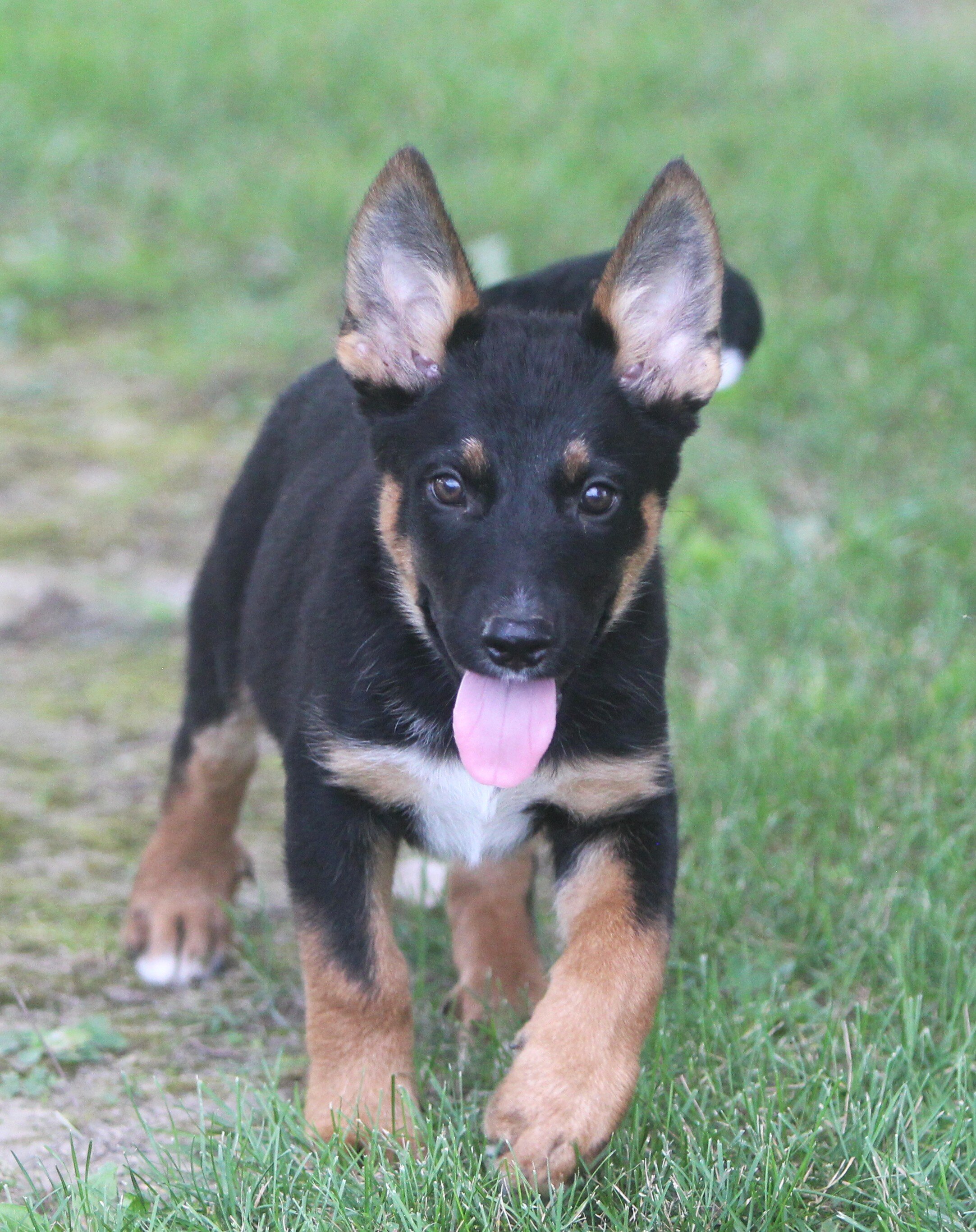 German Shepherd/Rottweiler Female Pup image 7