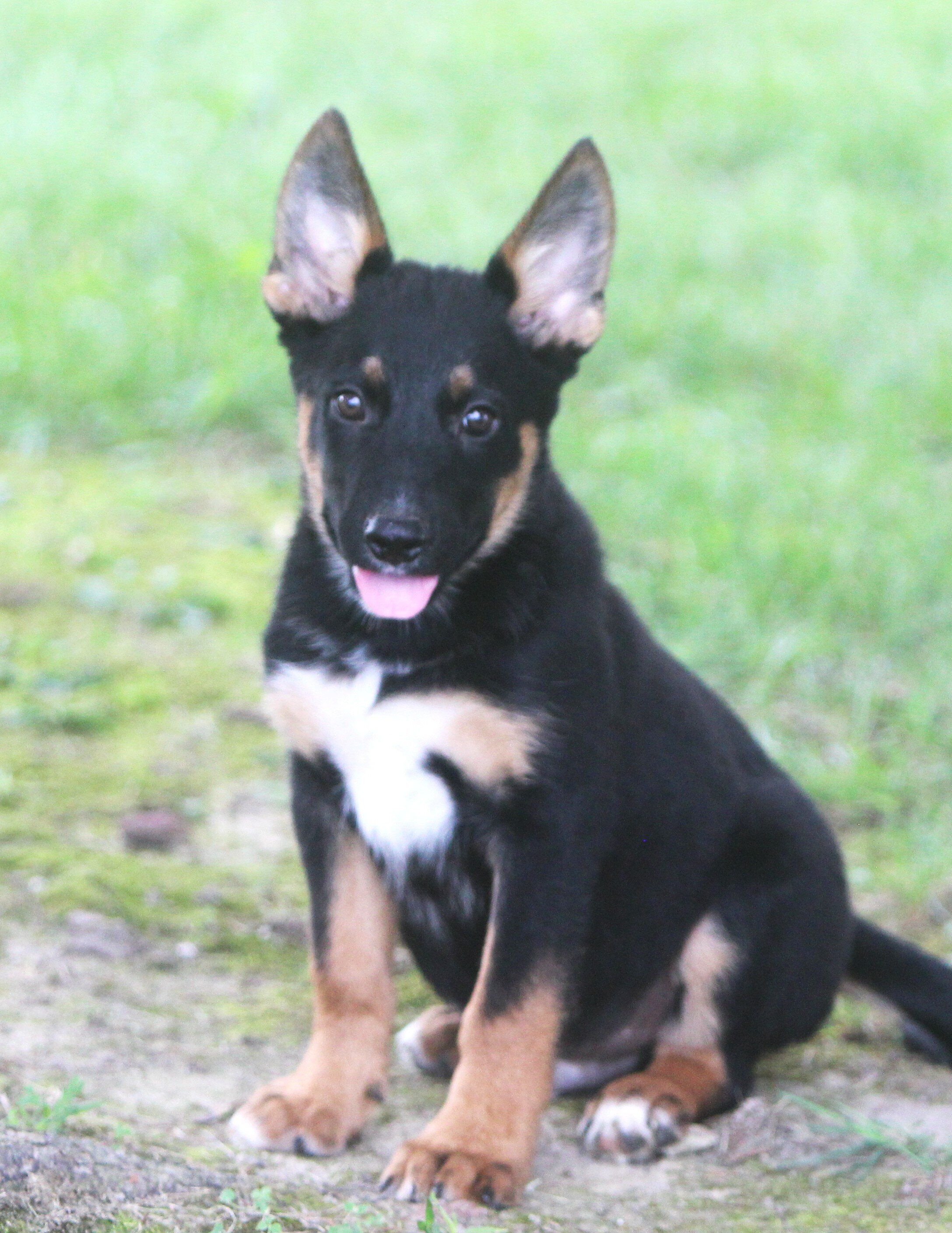 German Shepherd/Rottweiler Female Pup image 1