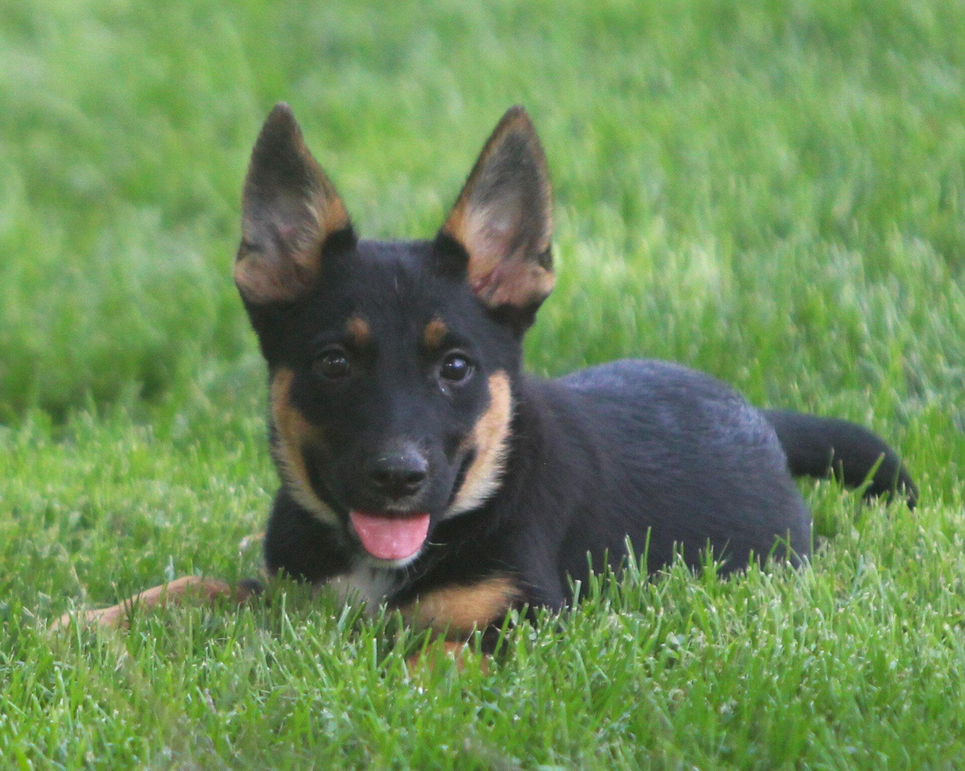 German Shepherd/Rottweiler Female Pup image 2