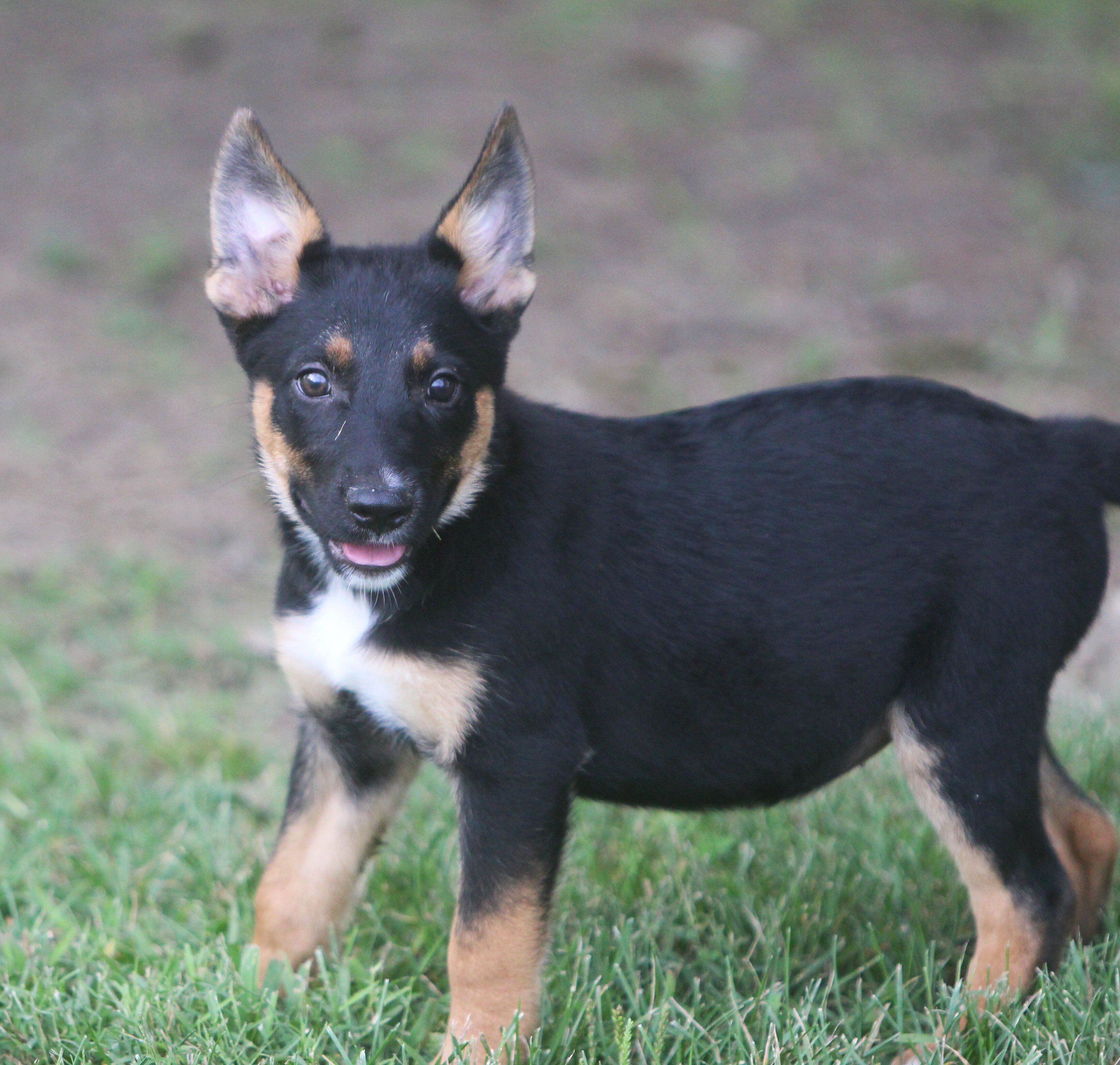 German Shepherd/Rottweiler Female Pup image 3