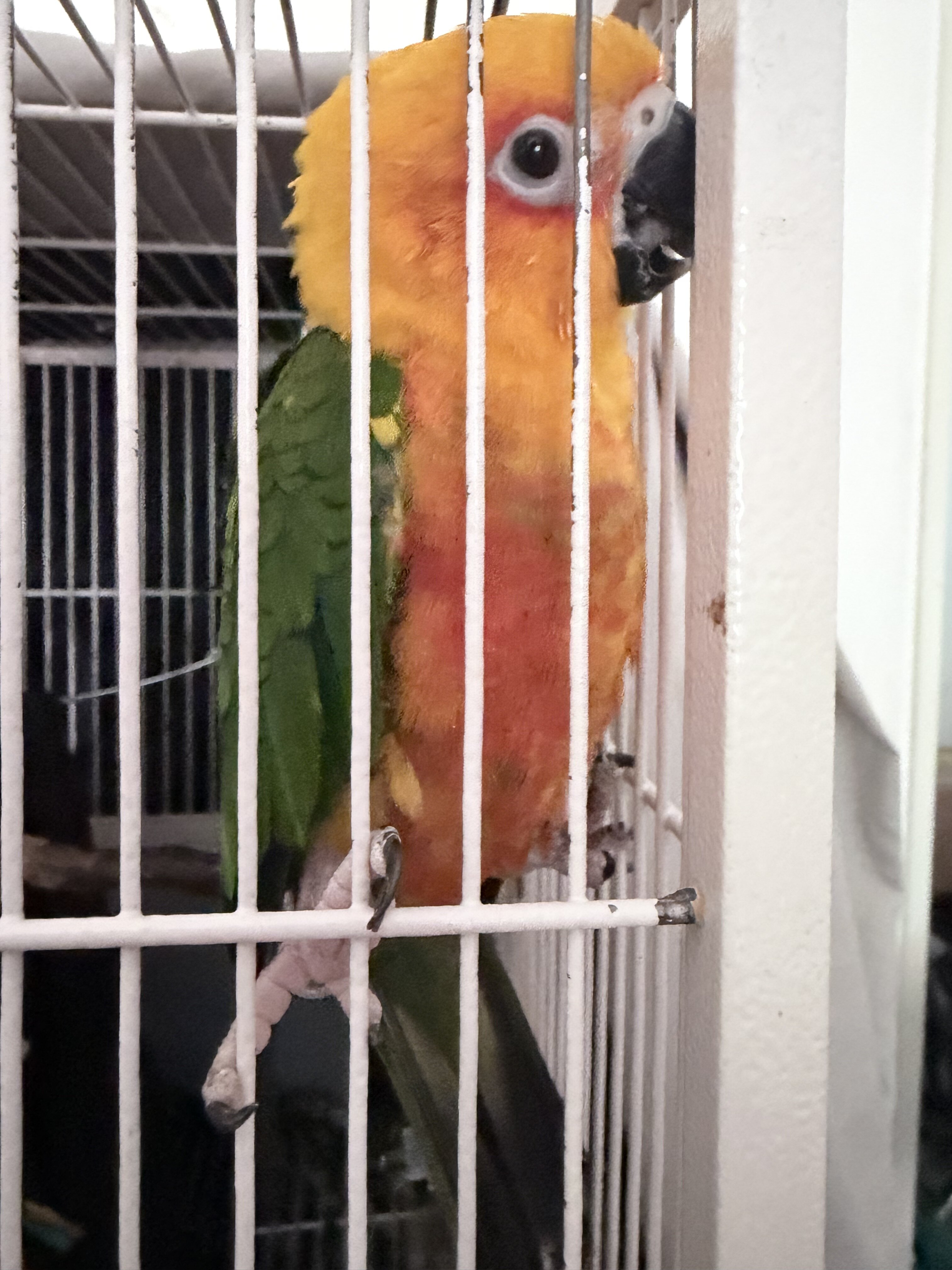 Junday conure image 4