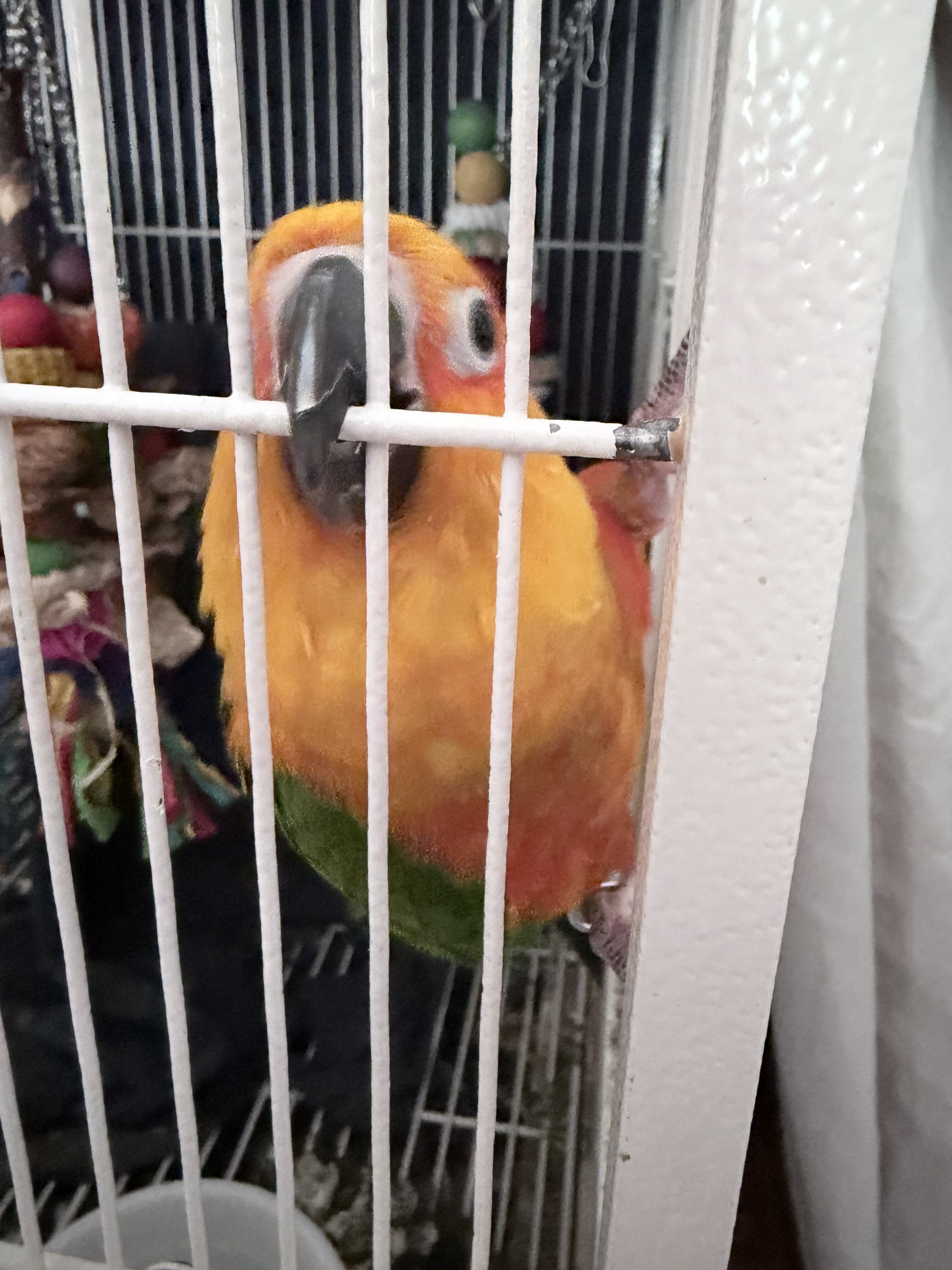 Junday conure image 3