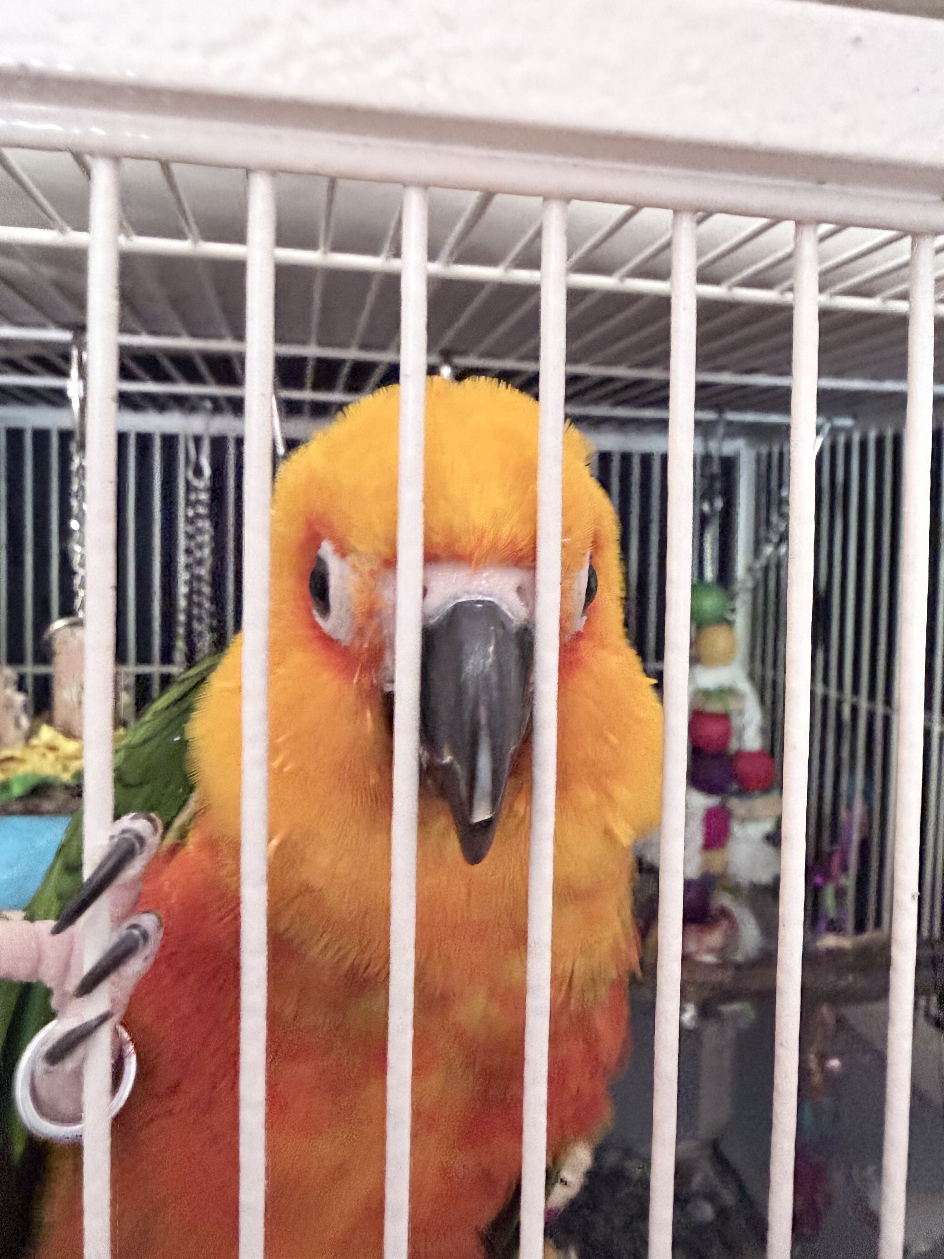 Junday conure image 2