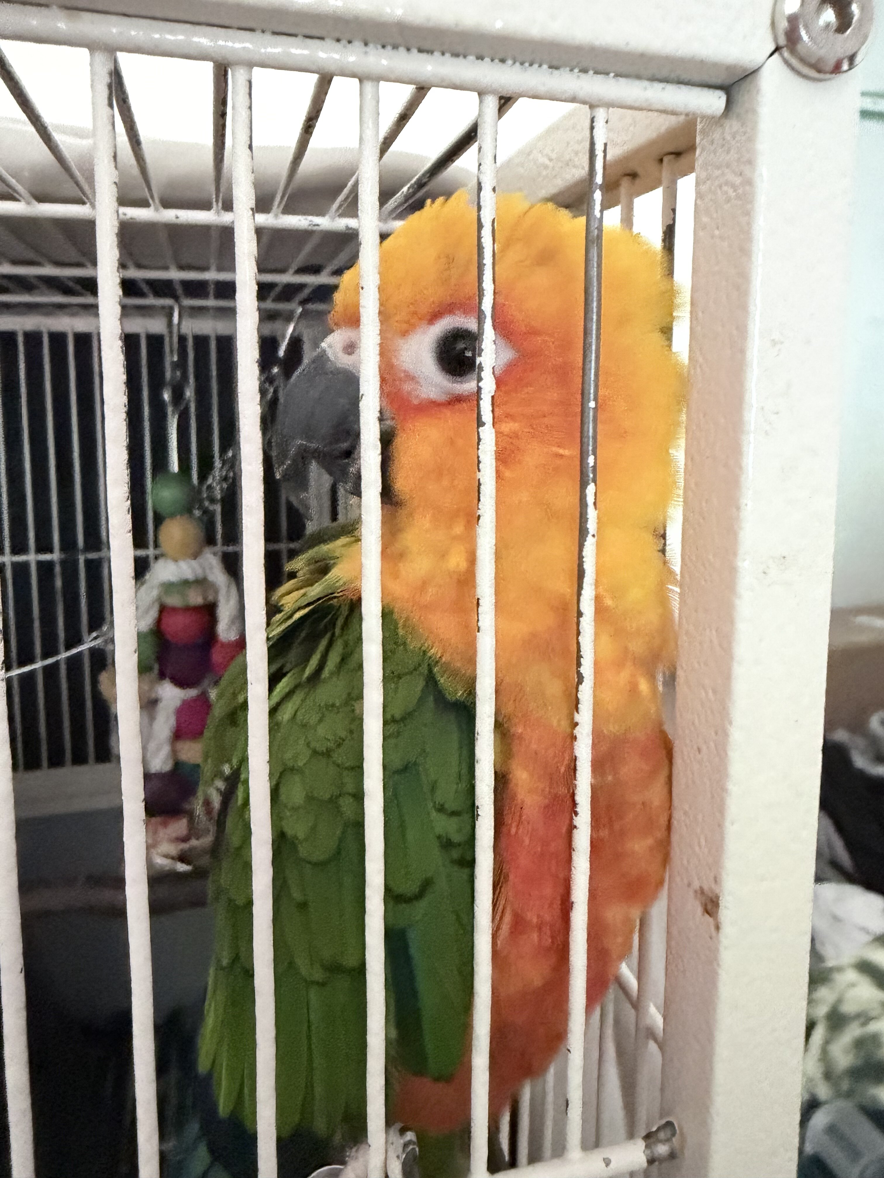 Junday conure image 1