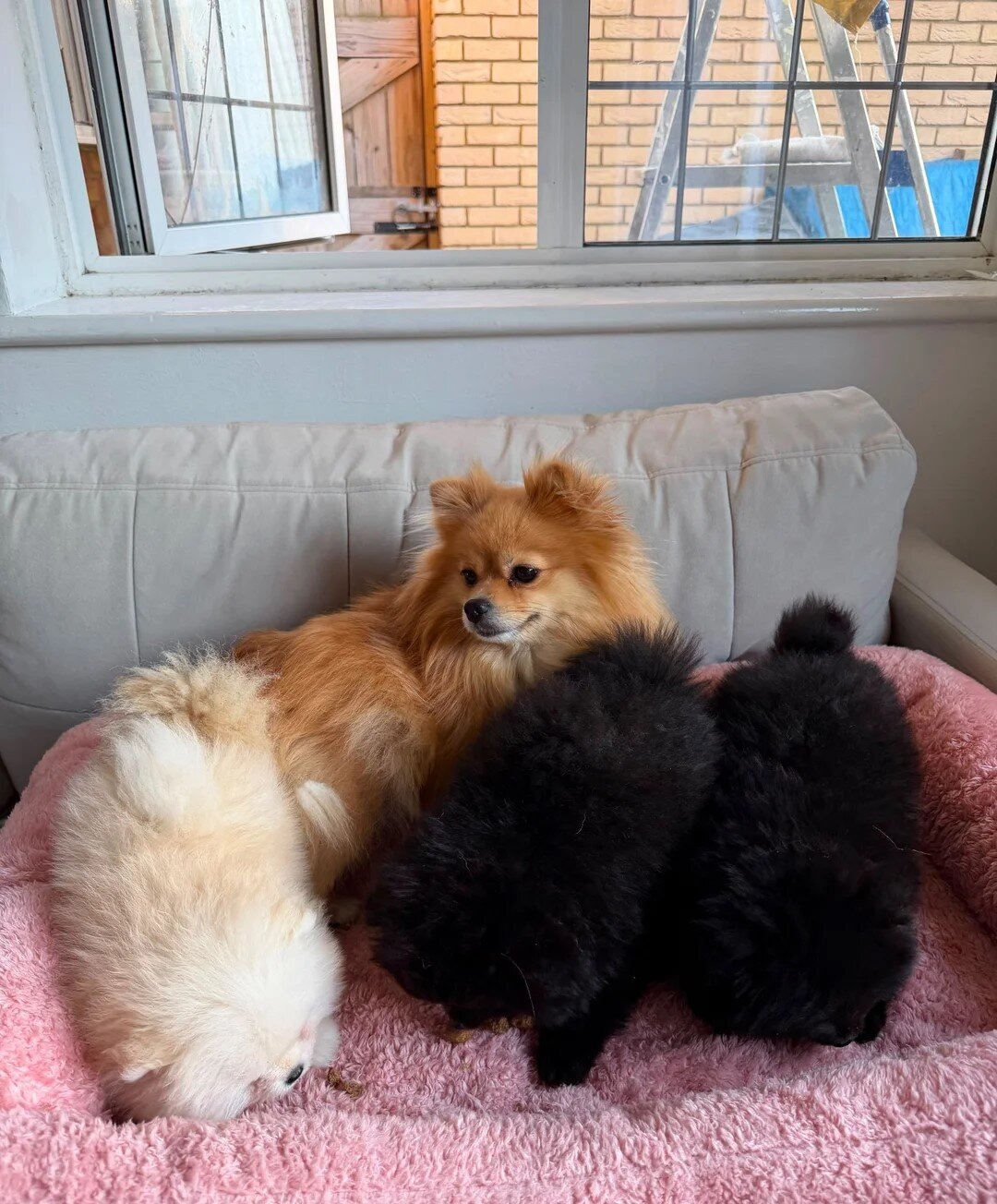 Beautiful Pomeranian Puppies image 1