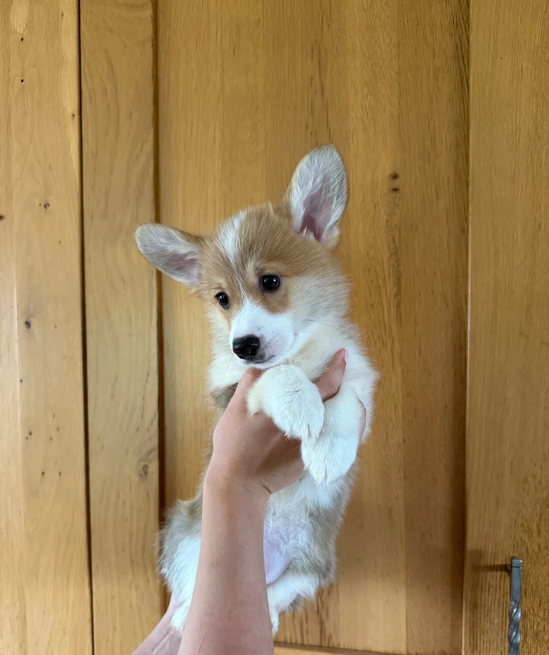 Registered Welsh Pembrokeshire Corgi Puppies image 1