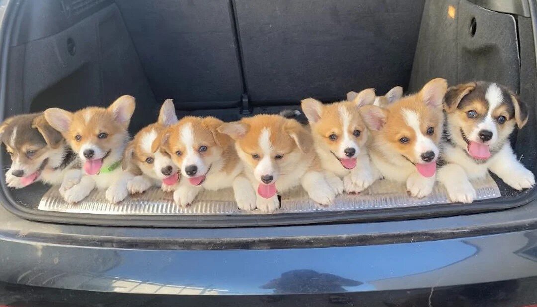 Gorgeous  corgi's DNA health tested parents image 1