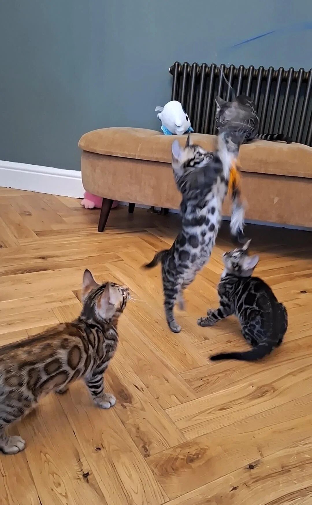 BEAUTIFUL Luxurious Tica Bengals image 1