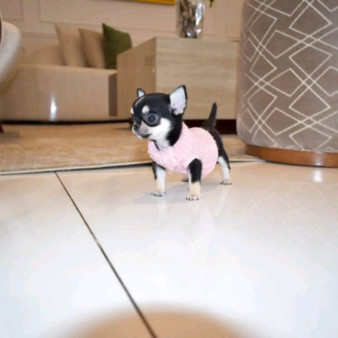 Chihuahua Puppies ready to move image 4