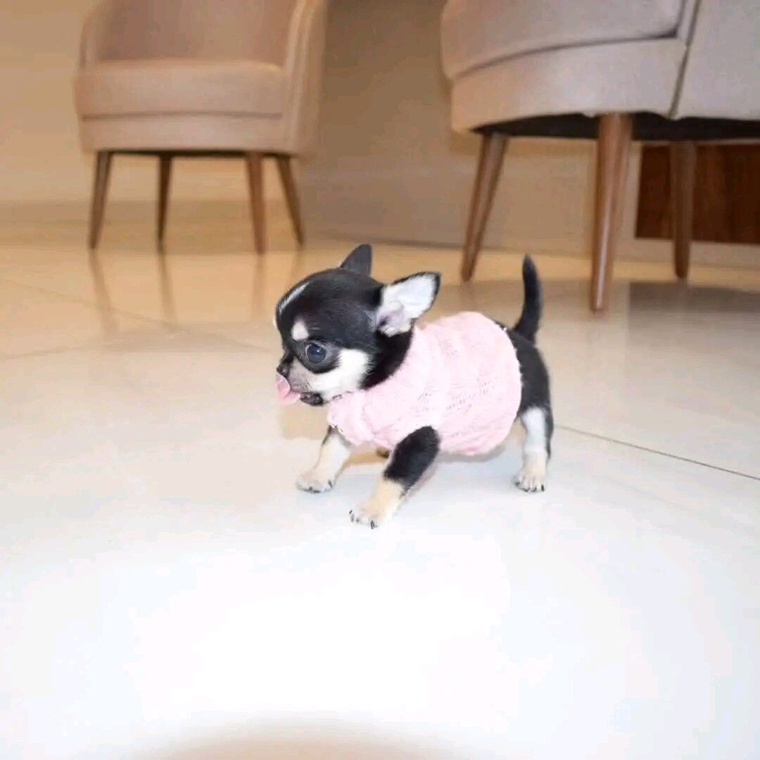 Chihuahua Puppies ready to move image 3