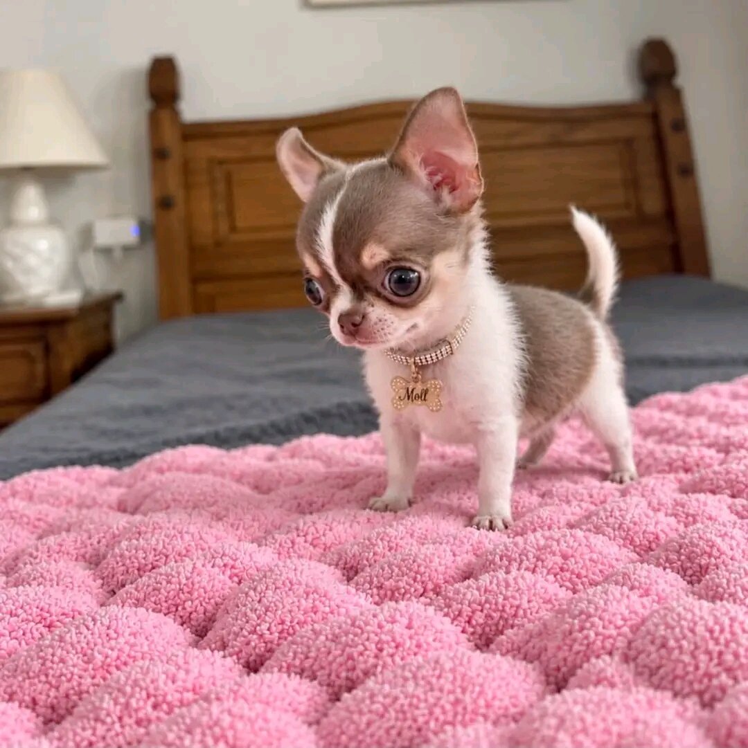 Chihuahua Puppies ready to move image 2