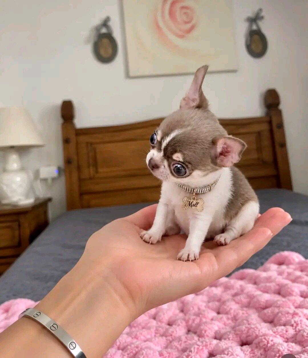 Chihuahua Puppies ready to move image 1