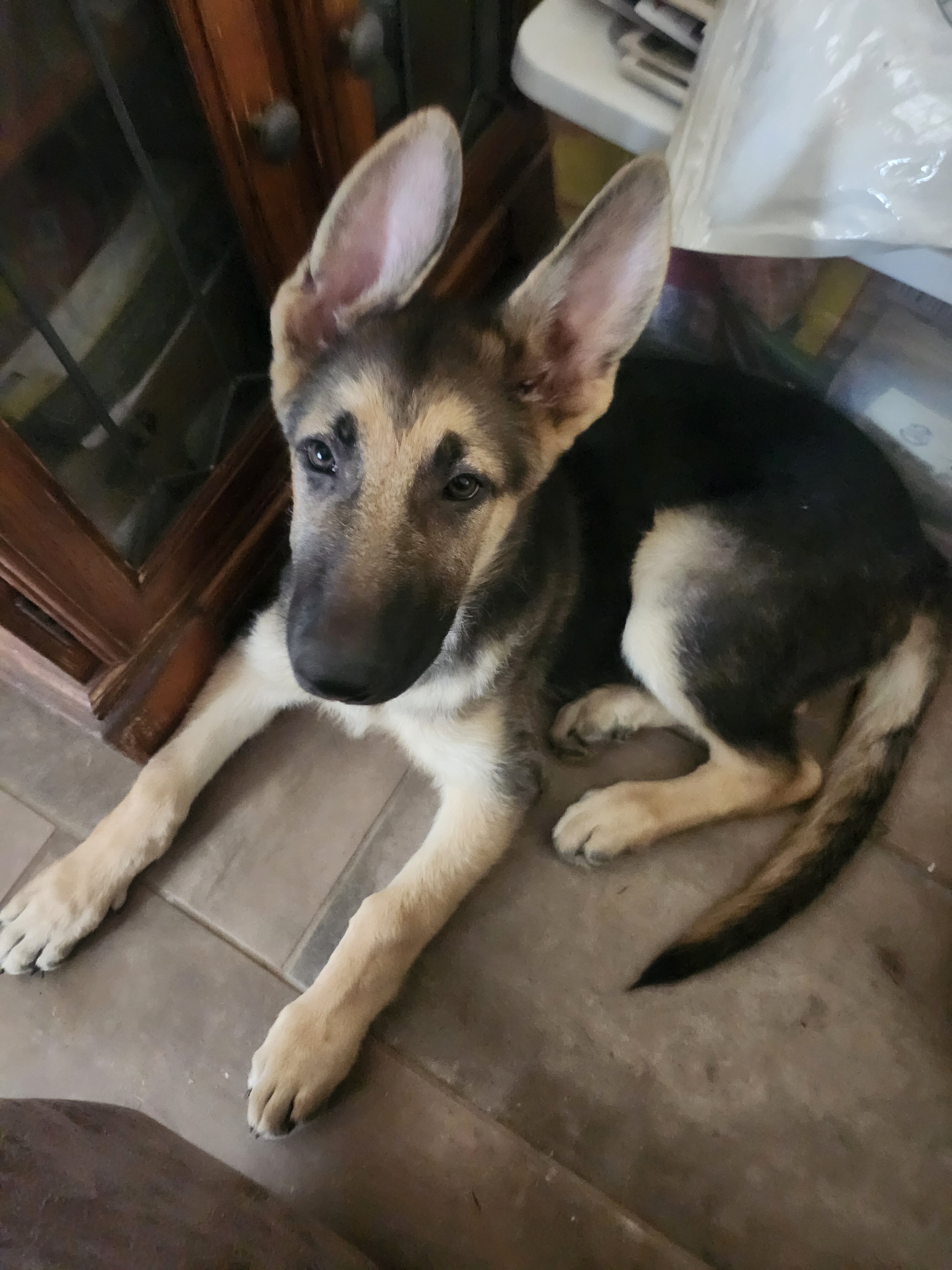 GSD Puppies, 2 Female image 1