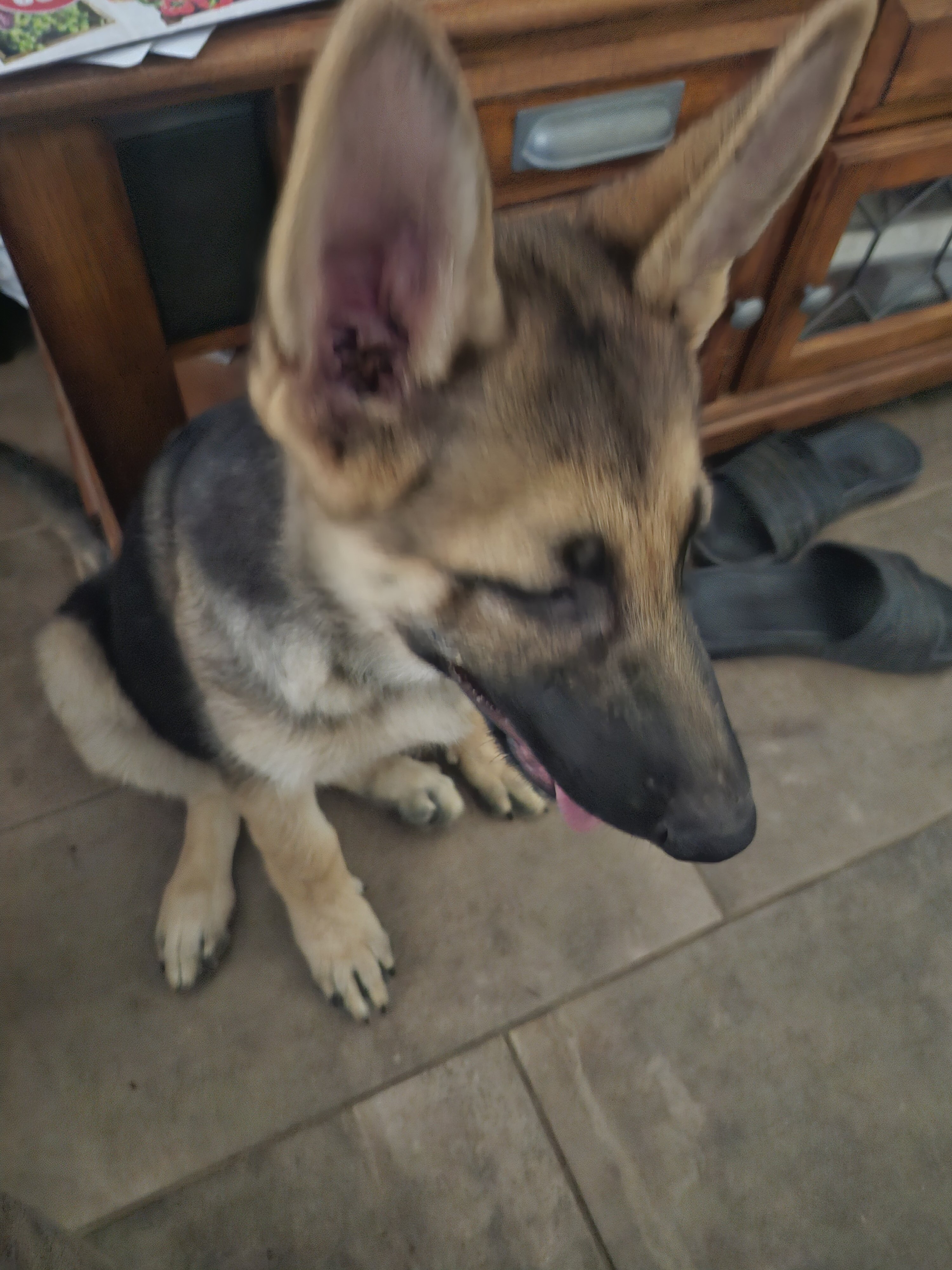 GSD Puppies, 2 Female image 2