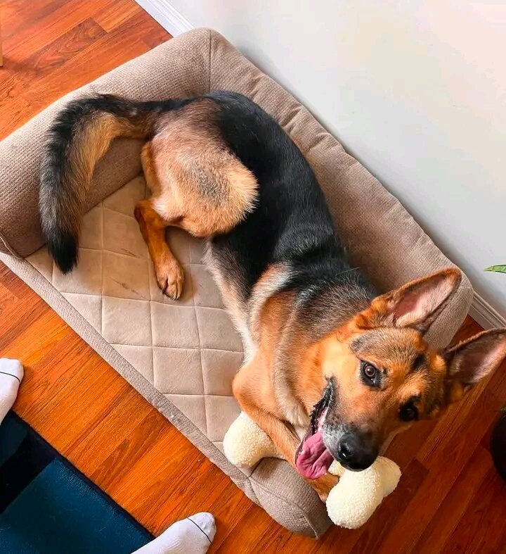 5 yrs old German shepherd image 5