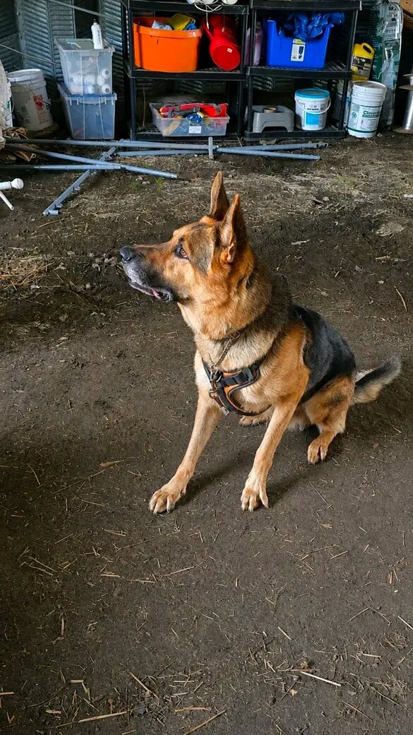 5 yrs old German shepherd image 4