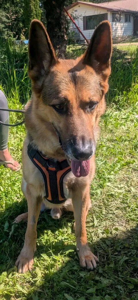 5 yrs old German shepherd image 3