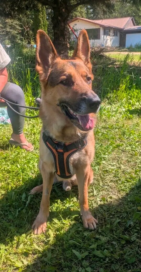 5 yrs old German shepherd image 2