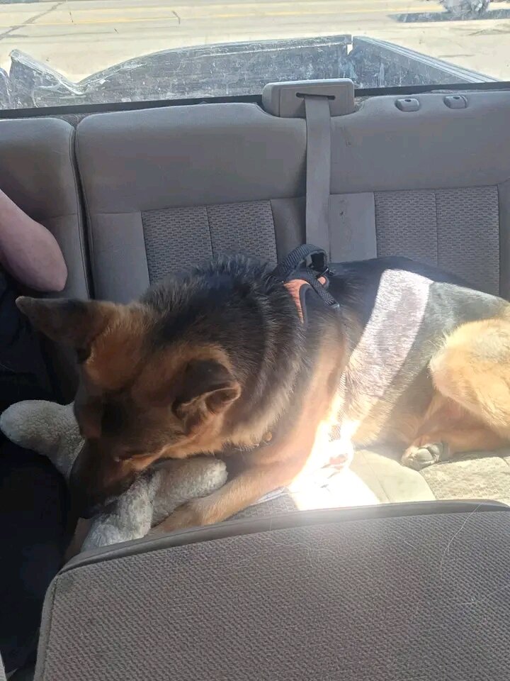5 yrs old German shepherd image 1